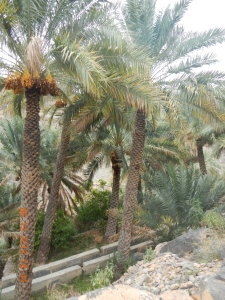 Date palm farmer